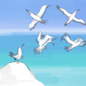 Norman Flying Norman Flying